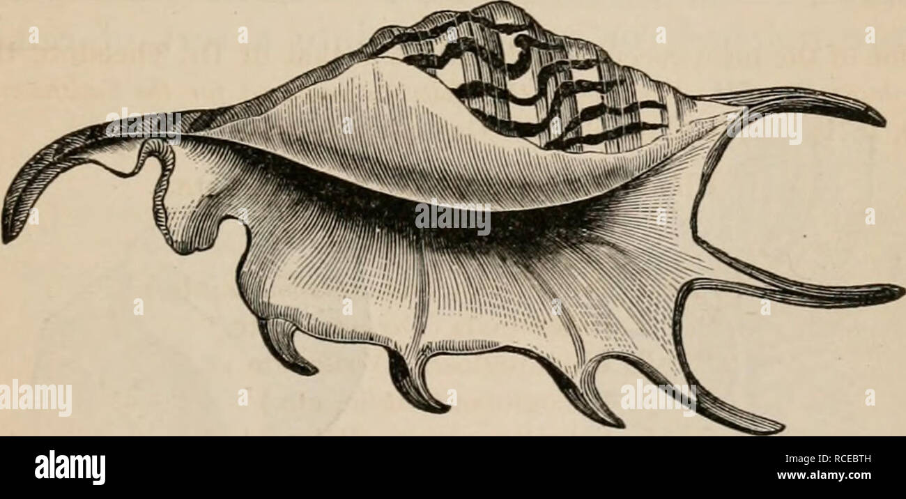 . Elements of zoölogy : a textbook. Zoology. CLASSIFICATION OF THE GASTEROPODA. 407 brauchiata) or gasteropods with the gills on the back and sides and towards the hind part of the body ; as Bulla, Aplysia, Doris, Eolis, etc. The name is from the Greek opisthe, be- hind, and bragchia, gills. 4. rlETEROPODA or Nucleobranchiata, or marine gasteropods with a fin-like tail, or fan-shaped ventral fin provided with a sucker for attachment. They swim rapidly at the surface of the sea. Oarinaria is an example. The name Heteropoda conies from the Greek heteros, different from others, and pous,.foot. 5. Stock Photo