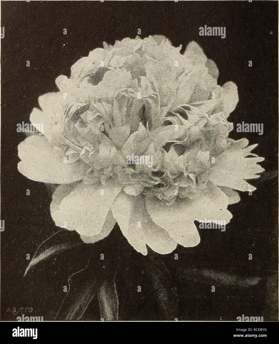 . Dingee guide to rose culture. FOUMDEI 1850 biNGEE Guide To Rose Culture FOUNDED, 1850. Peony. New and Rare Peonies Price, strong roots, 50c each. Set of 8 superb varieties, postpaid, for $3.25. Edulis Superba—Red. Faust—Delicate light pink. Felix Crousse—Brilliant red. Extra fine, Humei Carnea—Light rose, passing into white. Insignis—Beautiful violet pink. Jeanne D'Arc—Pure white. Nobilissima—Dark violet red. Festiva Maxima—White center, flaked red. Double Peonies Price, 40c each; $3.00 per dozen. Set of 14 varieties, $3.25, prepaid. Candidissima—Creamy white, Caroline Allain—Rose and salmon Stock Photo