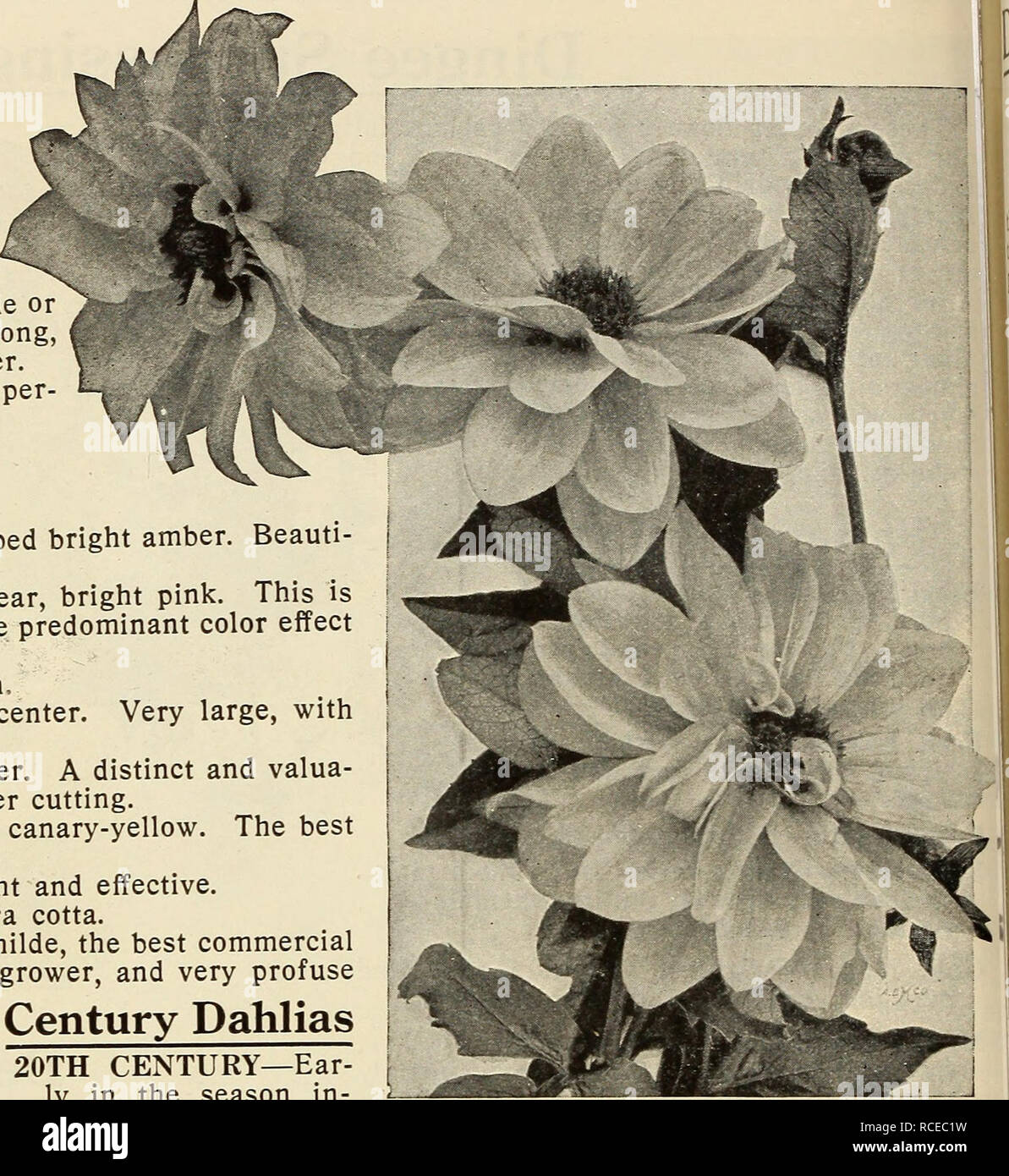 . Dingee guide to rose culture. . Peony-flowered Dahlia. Cactus Dahlia. 20TH CENTURY—Ear- ly in the season in- tense rosy crimson, shading to white at tips and base of petals, but as the season advances the flowers open lighter, until by October they are nearly white, a bright pink blotch in the center of the petals. FRINGED 20TH CENTURY—The first of a new race, with cleft or serrated petals. A great improvement of 20th Century, much larger, brighter color, while the stems are long, slender and stiff. Bright rosy crimson, with lighter markings. Height 4 feet. GIGANTEA ALBA CENTURY—Snow white,  Stock Photo