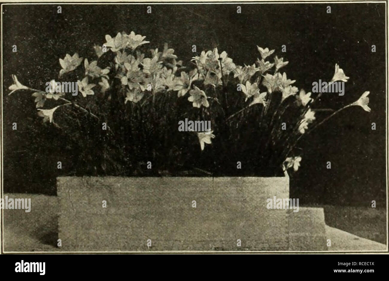 . Dingee guide to rose culture : 1917. Maiden Hair Fern. M.AIDE'NH.AIR 1-&quot;ERN (Adiantum cuneatum)—The best known table Fern, with dainty, lacy fronds, unlike any other. 15c and 25c each, postpaid. ALTERN.ANTHER.S—-Compact bedder. Two colors, red and yel- low variegated. 10c each, any 6 for 50c; any 15 for .$1.00. CISSl'S DISCOLOR (Trailing Begonia)—The leaves are long, heart-shaped, .and as hand.somely marbled and mottled as a Rex Begonia. For hanging baskets. Strong plants, 1,5c each; 4 for .5&lt;)c; larger size, 20c each. S.I.VI.V (Scarlet Sage)—Unequalled for dazzling show of fiery s Stock Photo