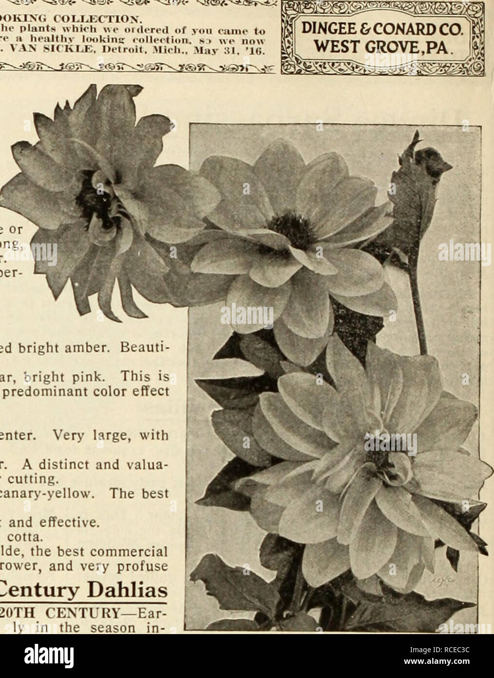 . Dingee guide to rose culture : 1917. . reony-flowercd Dahlia. i lu tus Dahlia. tips and base of petals, but as the season advances the flowers open lighter, until by October they are nearly white, a bright pink blotch in the center of the petals. FRINGED 20TH CENTURY—The first of a new race, with cleft or serrated petals. A great improvement of 20th Century, much larger, brighter color, while the stems are long, slender and stiff. Bright rosy crimson, with lighter markings. Height 4 feet GIGANTEA ALBA CENTURY—Snow white, of immense size, beautiful form; produced in endless profusion on long, Stock Photo