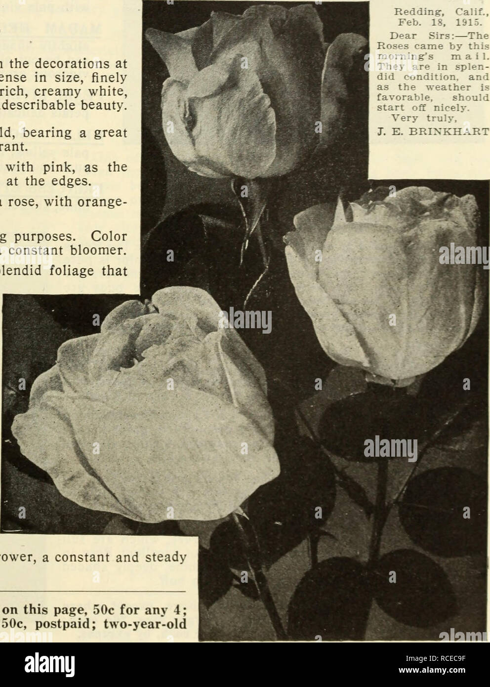 Dingee guide to rose culture. Catherine Mermet. HARDY EVERBIvCJOMING TEA  ROSES—Continued. Catherine Mermet One of the best varieties of Tea Roses. A  very free bloomer, producing clear, shining pink flowers, the