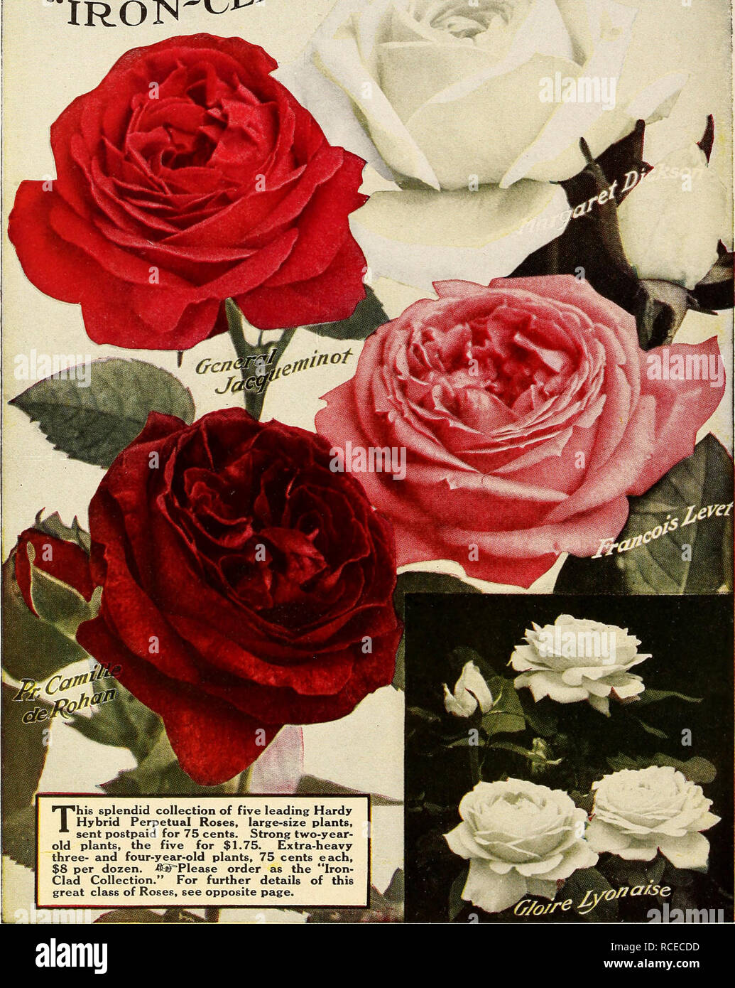 . Dingee guide to rose culture : 1850 1912. Five Superb, Hardy Juni^ Rqsi^s THE MAGNIFICENT /^QI^''^ ' DINGEE ^^AP See paqe 6. Please note that these images are extracted from scanned page images that may have been digitally enhanced for readability - coloration and appearance of these illustrations may not perfectly resemble the original work.. Dingee &amp; Conard Co; Henry G. Gilbert Nursery and Seed Trade Catalog Collection. West Grove, Pa. : Dingee &amp; Conard Co. Stock Photo