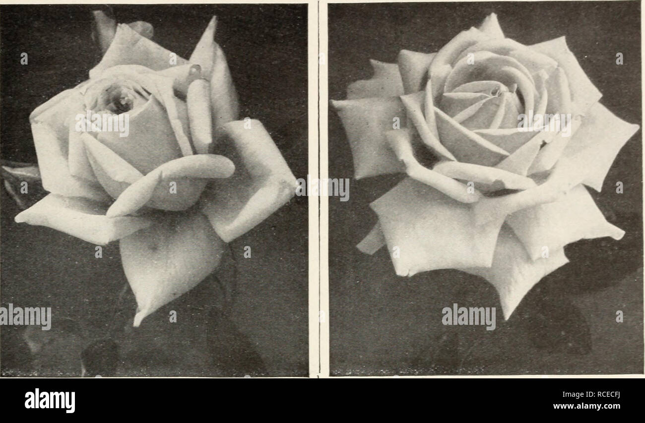 . Dingee guide to rose culture : 1850 1912. ^^Ai3 itl'^Din^ee&amp;Conard Ga:West Grove.Paj£^ HYBRID TEA ROSES—Continued. Franz Deegan Rose Franz Deegan A great hardy yellow Rose, with so many good sturdy qualities that it is in high favor wherever known. A strong grower, throw- ing up heavy canes, each one crowned by a splendid flower of large size, deep and double, with fine petals ranging in color from pro- nounced yellow to a delicate orange shade. 20 cts. each, 3 for 50 cts; larger size, 25 cts. each, postpaid; two-year-old plants, 45 cts. Camoens A bright, handsome Rose of a dainty shade  Stock Photo