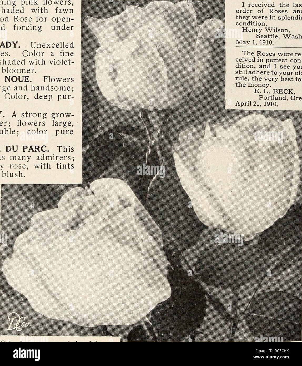 Dingee guide to rose culture : 1850 1911. HARDY EVER-BLOOMING Golden Gate  The White House Rose This magnificent Rose has been freely used in the  decorations at the White House; hence,