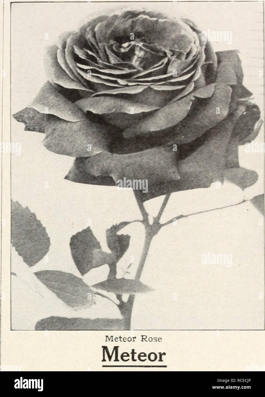 Dingee Guide To Rose Culture 1850 1911 Hybrid Tea Roses Continued Magnafrano One Of The Grandest Roses In Cultivation The Tlowers Are Very Large Full Deep And Double And Of Delightful