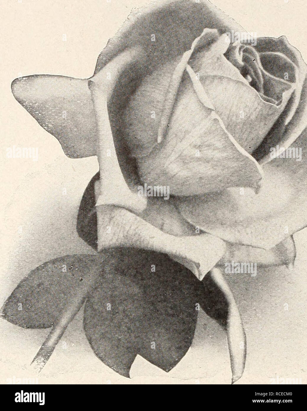 Dingee guide to rose culture : 1850 1911. . Mrs. A. R. Waddell Rose Phyllis  Dwarf Polyantha Considered by many to be the most popu- lar of the Pink  Baby Ramblers.