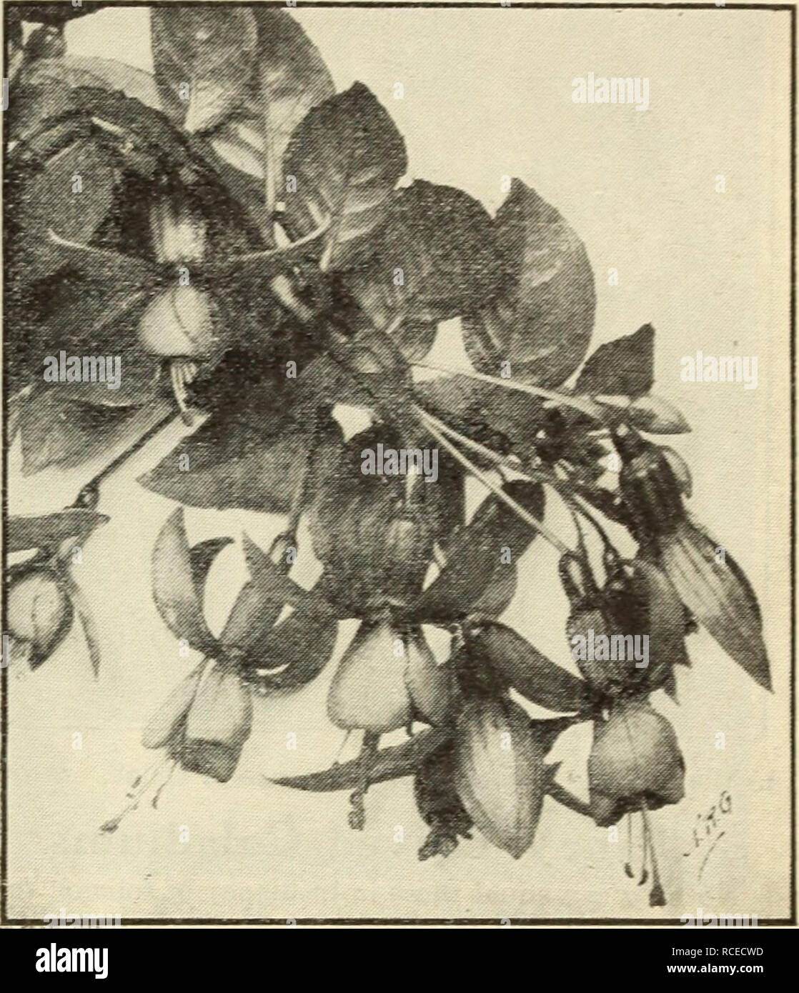 . Dingee guide to rose culture. '56?* 1909 ^^DuvGEE Guide To Rp5E lulture 2;&gt;^ Splendid Free-blooming Fuchsias l^'^^',o%^S&gt;^^ Fuchsia? inav ea&lt;ilv be counted amonsc the most popular house plants, in existence. They can be grown success- fully in any section of h:s country, and are equally well adapted to growing in pots during the winter or in beds, boxes or a ases in the garden during the sumrrier It shows its dainty beauty to best advantage as a pot plant. As such it blooms profusely and constantly. Our collection contains the choicest varieties and the extremely low prices at whic Stock Photo