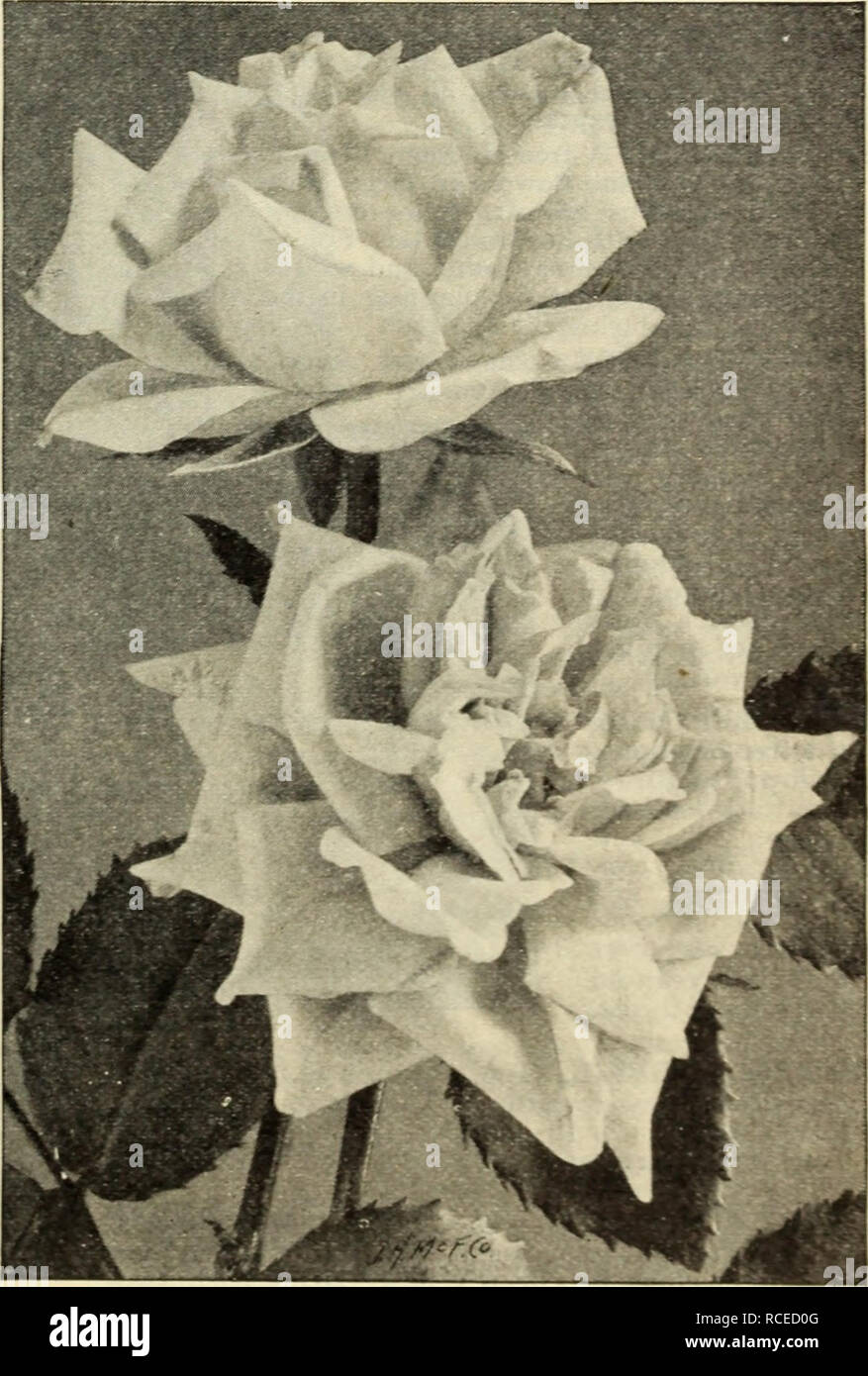 . Dingee guide to rose culture. EVERBLOOMING TEA ROSES, continued