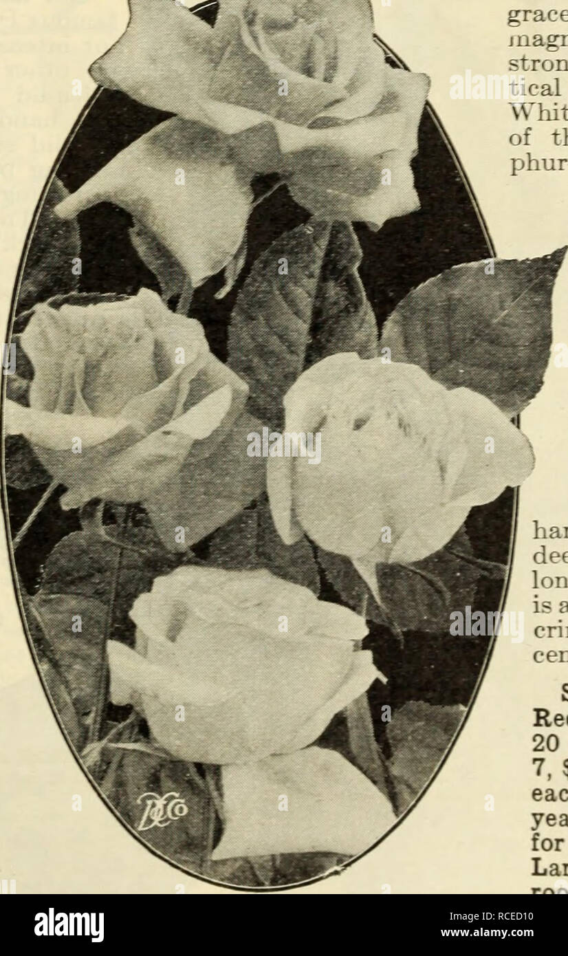 . Dingee guide to rose culture. U 1909 ^5£^Gg^^^i^^^^J^^E The Famous