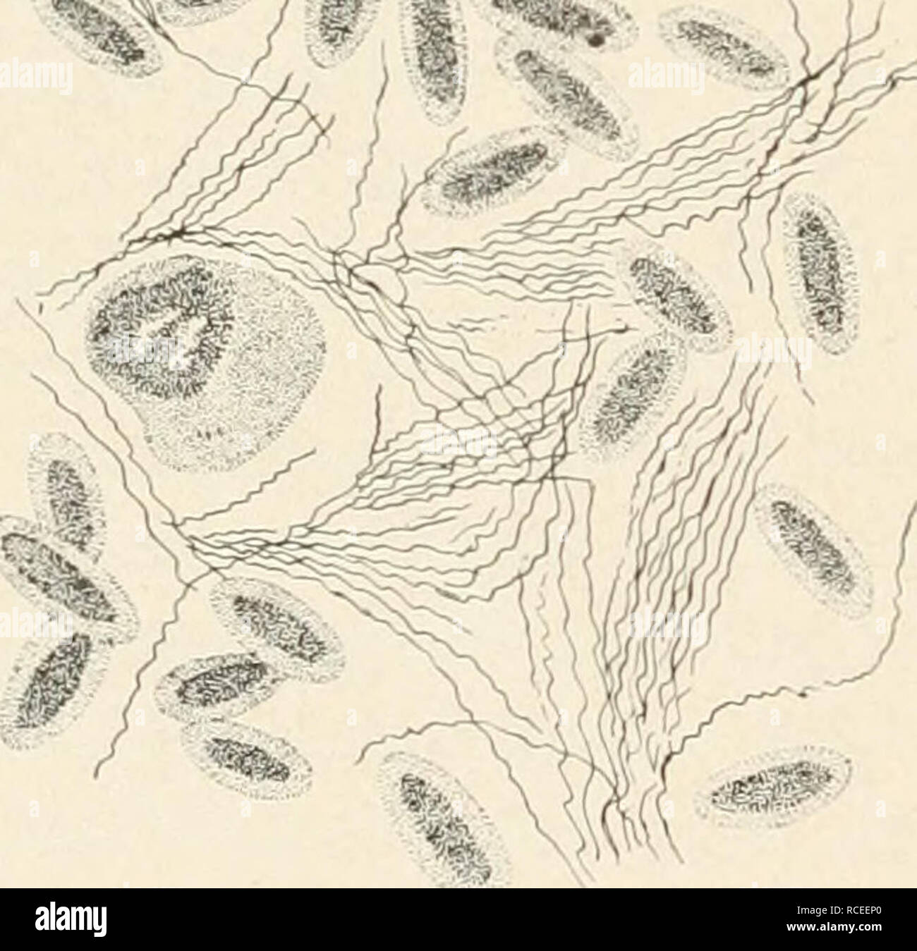 . The pathology and differential diagnosis of infectious diseases of animals. Veterinary medicine -- Diagnosis; Communicable diseases in animals. CHAPTER VII DISEASES CAUSED BY BACTERIA FAMILY SPIRILLACEiE. § 221. General Consideration of Spirillaceae. This family of bacteria has thus far revealed very few species that are pathogenic for domesticated animals. § 222. Diseases of fowls caused by spirillaceae. The disease of fowls reported to be caused by these organisms has not been found in this country. It is not unlikely that ^ ^ some one or more of the many â 'a» *^ ' - as yet mysteriou Stock Photo