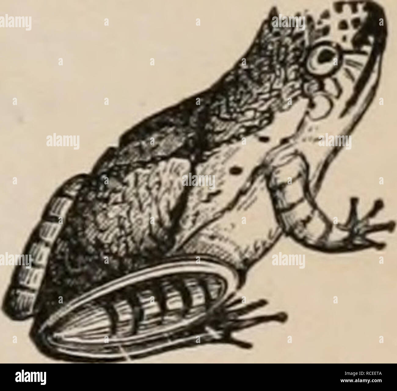 . Elements of zoölogy : a textbook. Zoology. ANOURA OR FROGS, ETC. 239 ...