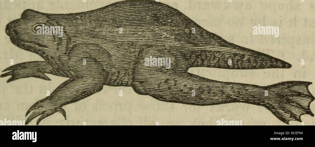 Elements of zoology, or, Natural history of animals / ed. by D.M. Reese.  Zoology. Frog. adult, by larger species of fish, especially pikes, by many  of the smaller Carnirora, such as