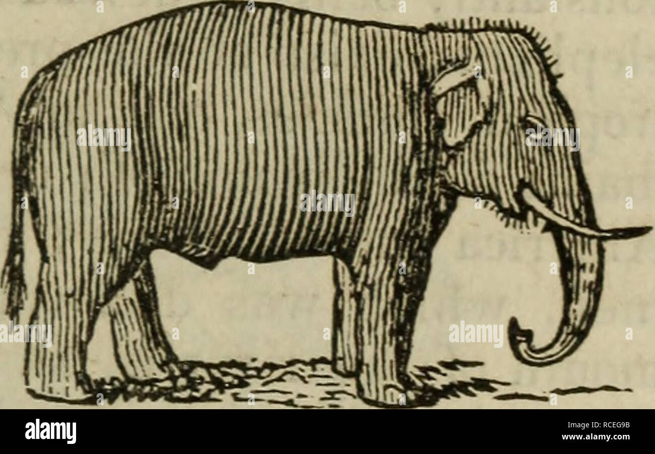 Elements of zoology, or, Natural history of animals / ed. by . Reese.  Zoology. PACHYDERM AT THE ELEPHANT, MAMMOTH, &C. 101 th Ruminantia,  with which they are particularly connect- ed bv