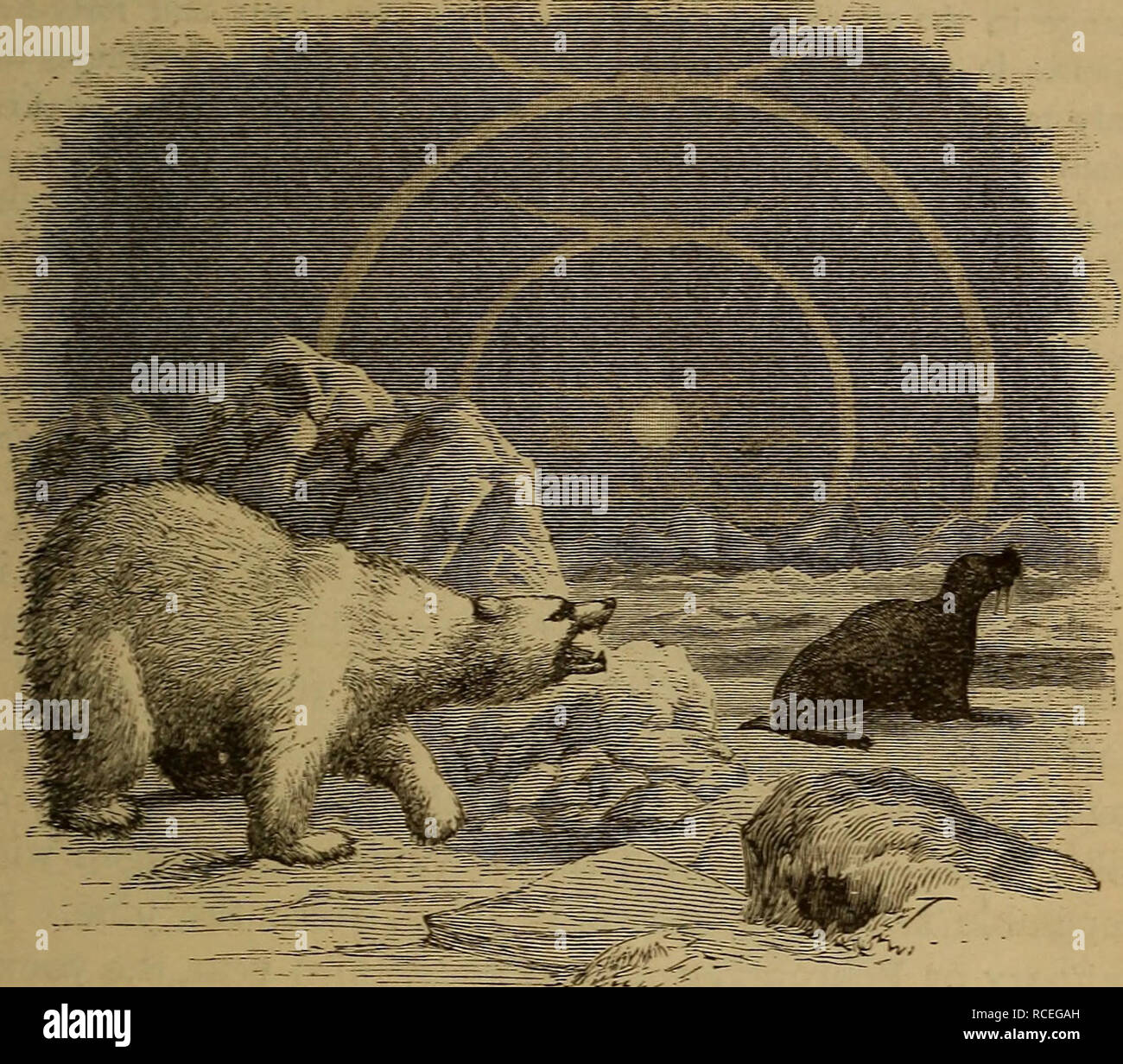 Elements of zoölogy. Zoology. MAMMALIA. 345 their slipping on the ice,  while their white fur renders them invisible at any great distance.. Fig.  368.—Polar bear and walrus, showing: how the bear