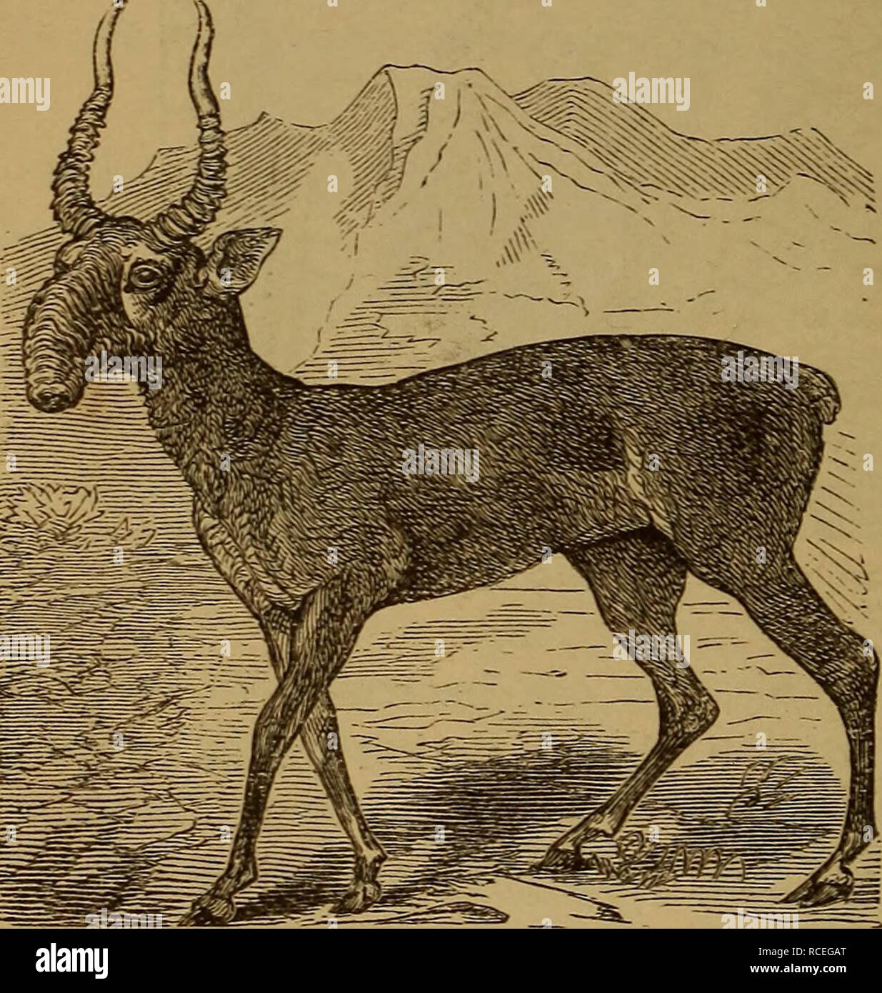 Elements of zoölogy. Zoology. 338 BACKBONED ANIMALS. tanus). Its horns are  jet black, slender, and slightly- curved, resembling those of the Alpine  chamois (Fig. 361). Its hair is long and white.
