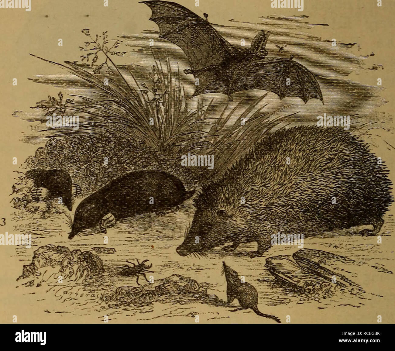Elements of zoölogy. Zoology. 314 BACKBONED ANIMALS. Hedgehog (Erinaceidci)*—We now come to the true hedgehogs (Fig. 339), that are not found in the western hemisphere, and are characterized by a thick. Elements of zoölogy. Zoology. 314 BACKBONED ANIMALS. Hedgehog (Erinaceidci)*—We now come to the true hedgehogs (Fig. 339), that are not found in the western hemisphere, and are characterized by a thick.