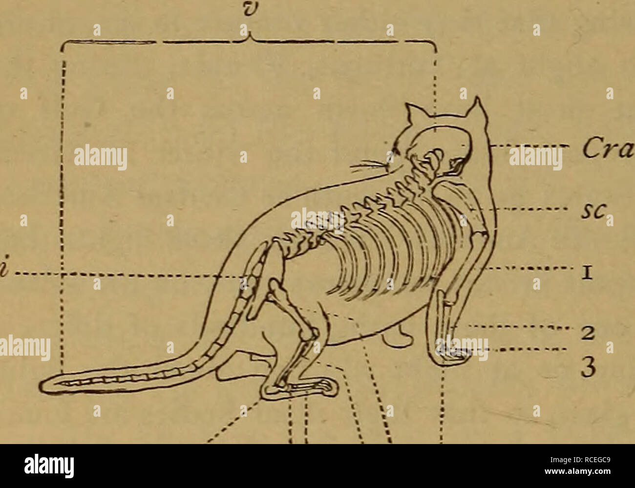 Elements of zoölogy. Zoology. 294 BACKBONED ANIMALS. Class VII.—Mammalia {Milk-givers). General Characteristics.—We now come to the highest and most perfect animal forms. They are covered with hair instead of scales. The Elements of zoölogy. Zoology. 294 BACKBONED ANIMALS. Class VII.—Mammalia {Milk-givers). General Characteristics.—We now come to the highest and most perfect animal forms. They are covered with hair instead of scales. The
