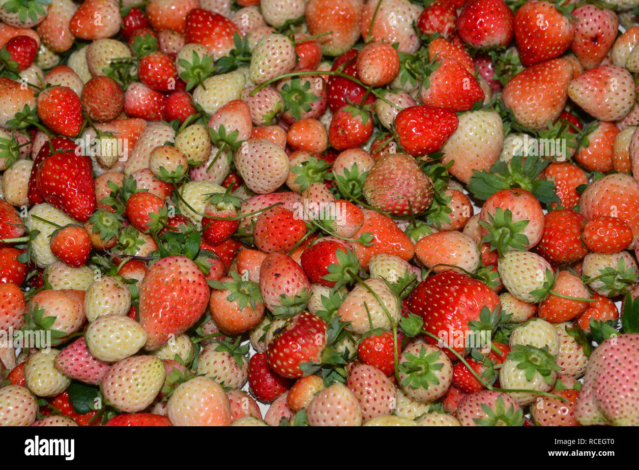closeup many red ripe strawberries. food background Stock Photo - Alamy