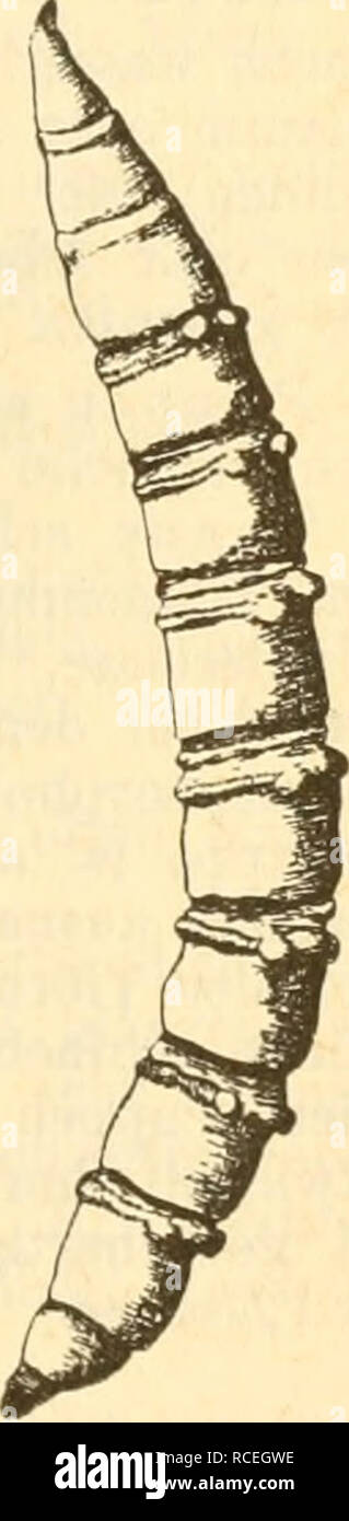 . Diptera = Zweiflügler. Diptera Germany. Fig. 8. Eucephale
