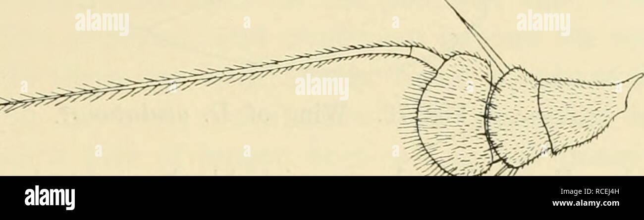 . Diptera danica : genera and species of flies hitherto found in Denmark. Diptera -- Denmark. Dolichopodidae. 225 1. D. oculatus Fall. 1823. Fall. Dipt. Suec. Dol. 28,22 (DoUcJiopus). — 1830. Meig. Syst. Beschr. VI, 360. — 1843. Zett. Dipt. Scand. II, 491, 1, et 1855. XII, 4621, 1. — 1862. Schin. F. A. I, 187. — 1903. Kat. palåarkt. Dipt. II, 322. — Diaphora himaculata Macq. 1827. Soc. Se. Lille, 1827, 22, 2, et 1834. Suit. å Buff. I, 448, 2, Tab. X, fig. 22. — Diaphorus himaculatus 1838. Meig. Syst. Beschr. VII, 148, 7. — Diaphorus flavocinctus Meig. 1824. Syst. Beschr. IV. 33, 1, Tab. XXXIV, Stock Photo