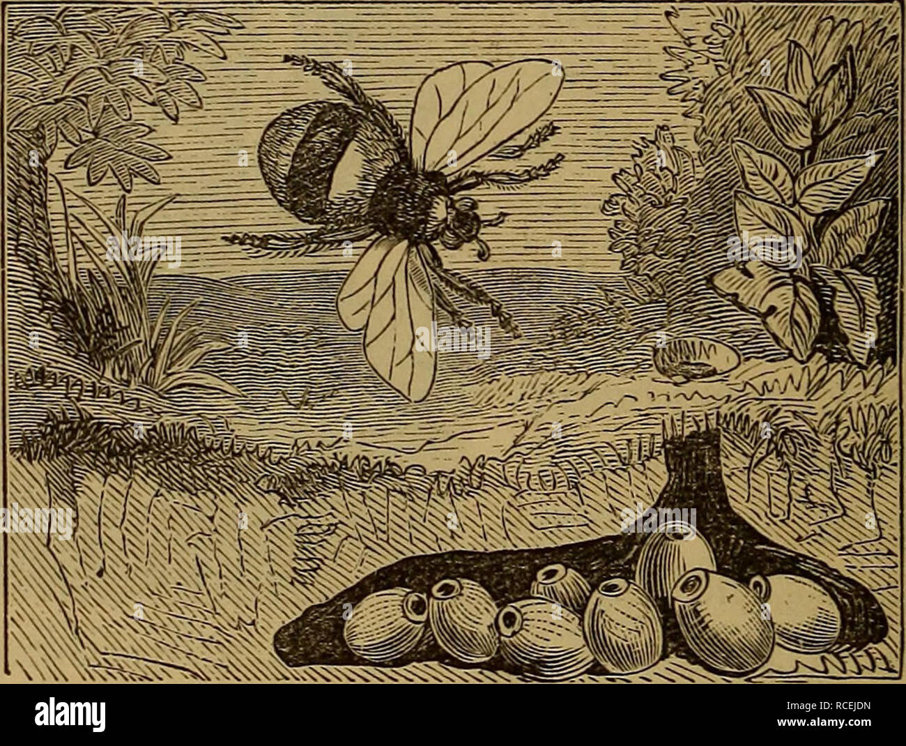 . Elements of zoölogy. Zoology. Fig. honeybee. A, drone; B