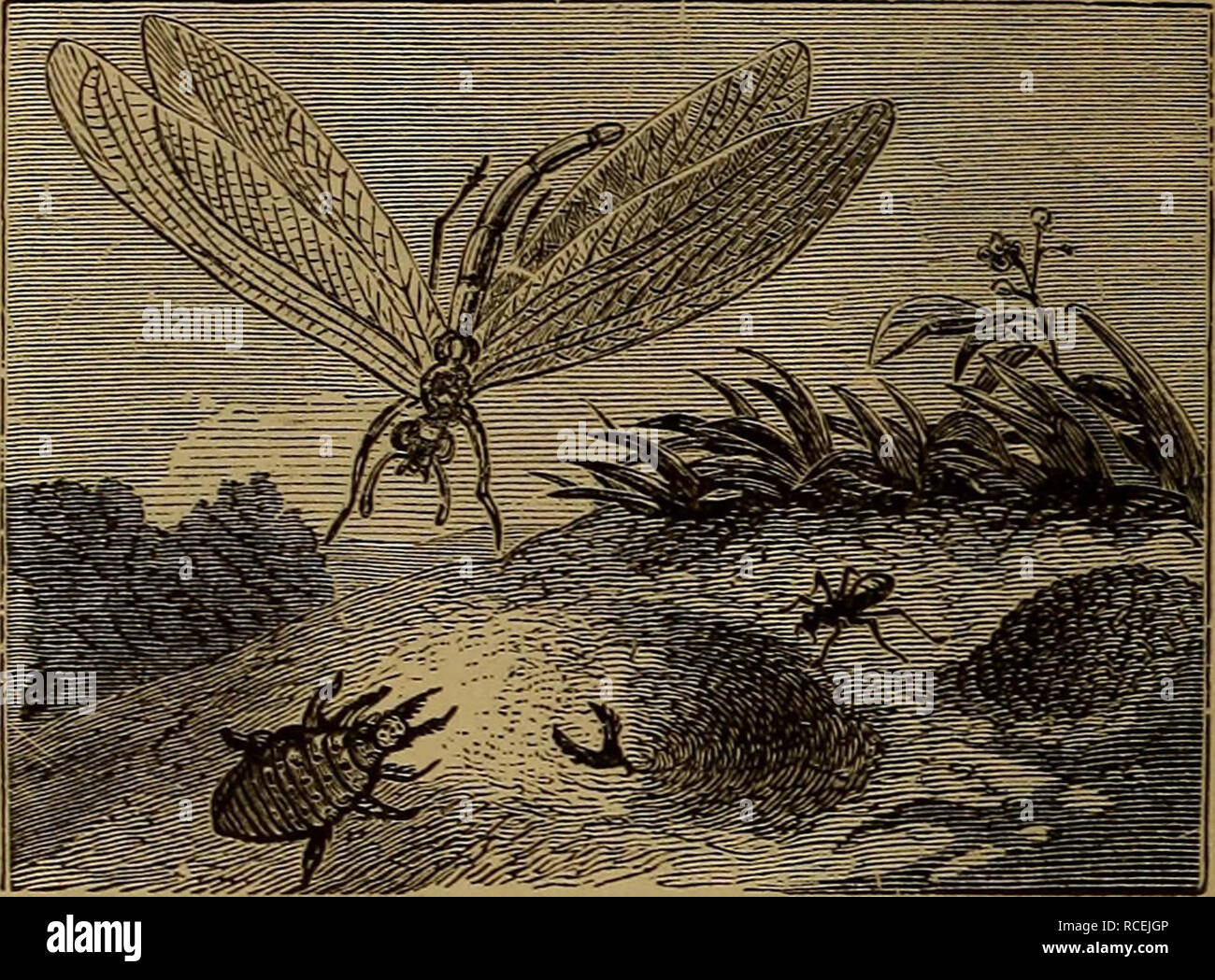 Elements of zoölogy. Zoology. ii4 CRABS AND INSECTS. Ant-Lion  (Myrmeleon).—The ant-lion in its complete state resembles a small  dragon-fly. The eggs are laid in dry, sandy places, the young larvae when