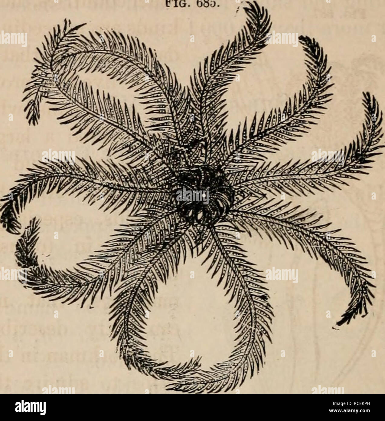 . Elements of zoölogy : a textbook. Zoology. 454 KAUIATA: ECHI.NO DERM ATA, FIG. 685.. Free Crinoid—Kosy Feather-star. Comatula rusacea.— Adult. FIG. 686.. Please note that these images are extracted from scanned page images that may have been digitally enhanced for readability - coloration and appearance of these illustrations may not perfectly resemble the original work.. Tenney, Sanborn, 1827-1877. New York : Scribner Stock Photo