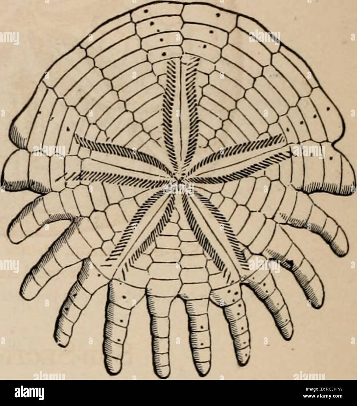 . Elements of zoölogy : a textbook. Zoology. 448 HAUIATA : El'HINODERMATA. FIG. 678. these organs are not fully understood; but one of their uses is to aid in keeping the spines clean. The Echinoids represented by Figs. 673-675 have the mouth below and the vent above, and both central; and they have the ambulacra in live pairs continuous from the mouth to the vent, and so they are called the Regular Echi- noids. Besides these there are many kinds of Sea-ur- chins—mostly much flat- tened, and in many cases elongated in one direc- tion more than in the other—which have the mouth below, and the F Stock Photo