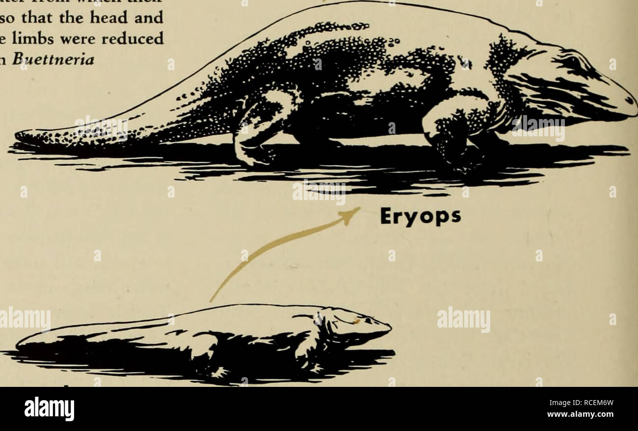 . The dinosaur book : the ruling reptiles and their relatives. Dinosaurs; Reptiles, Fossil. Diplovertebron ops). This large amphibian is found in the Permian beds of Texas, and as may be seen, it was a strong, heavy, land-living animal. Here was the high point in amphibian evolution. Look at Eryops and you see the culmination of development in the Am- phibia, an animal that was a truly dominant element in his environment. All that went before was building up to this climax in amphibian history, all that has come since is in a sense an anticlimax. There were various amphibians con- temporaneous Stock Photo