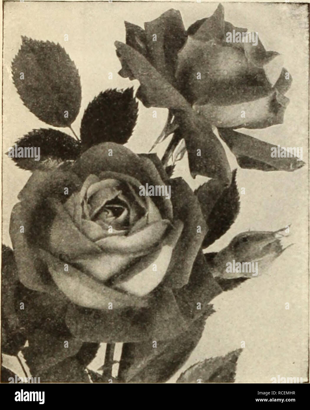. Dingee guide to rose culture : 1917. PLANTS ARK WOXDERITL. 'The I&gt;lant^' are uonderfuJ. aiul haven't even shown sijjnH of tranKiilantin- I am delig:bted. Thank you very much for the two splendid Koses. Thev are p so viRorous.&quot;âMRS. FREDKRICK WILLIAMS, San Antonio Te-s Mar &quot;0 '16 ^&lt;a3?r^^st^aTSÂ»3Â«^, â¢?--J'ga^-^Oit^^&gt;y---^Â»&amp;K^ â t^^f^'j&lt;Â»Â»r-o'{airvv.y^^?N^v./;;rtf--s.fsa ^|S^^3^^?^^^^ DINGEE&amp;CONARDCO. WEST GROVE,PA. Prince E. C. d'Arenberg In no Rose of recent introduction have we found so many desirable features as there are in Prince E. C. d'Arenberg and w Stock Photo