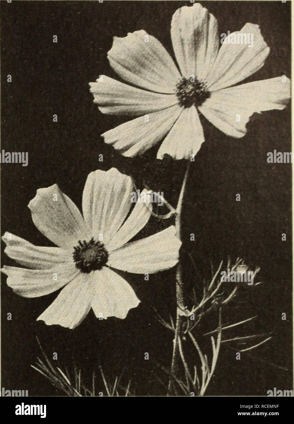 . Dingee guide to rose culture : for more than 60 years an authority. Dingee Brilliant Nasturtiums Tall or Climbing Nasturtiums Dlngree's Variegrated Leaved. Flowers of numerous bright colors, produces a charming- contrast with the variegated leaves. Pkt., 10c.; oz., 25c. Butterfly. Of a clear lemon-yellow, marked on lower petals with a blotch of rich terra-cotta red, Oz., 20c. Gold Garnet. Rich orange-yellow, with base of peals blotched garnet. Oz., 20c. Kins of the Blacks. Brownish red. Oz., 15c.; J4 lb., 50c. Spitfire. Intense glowing scarlet. Oz., 15c. Midnight. Dark green foliage. Flowers Stock Photo