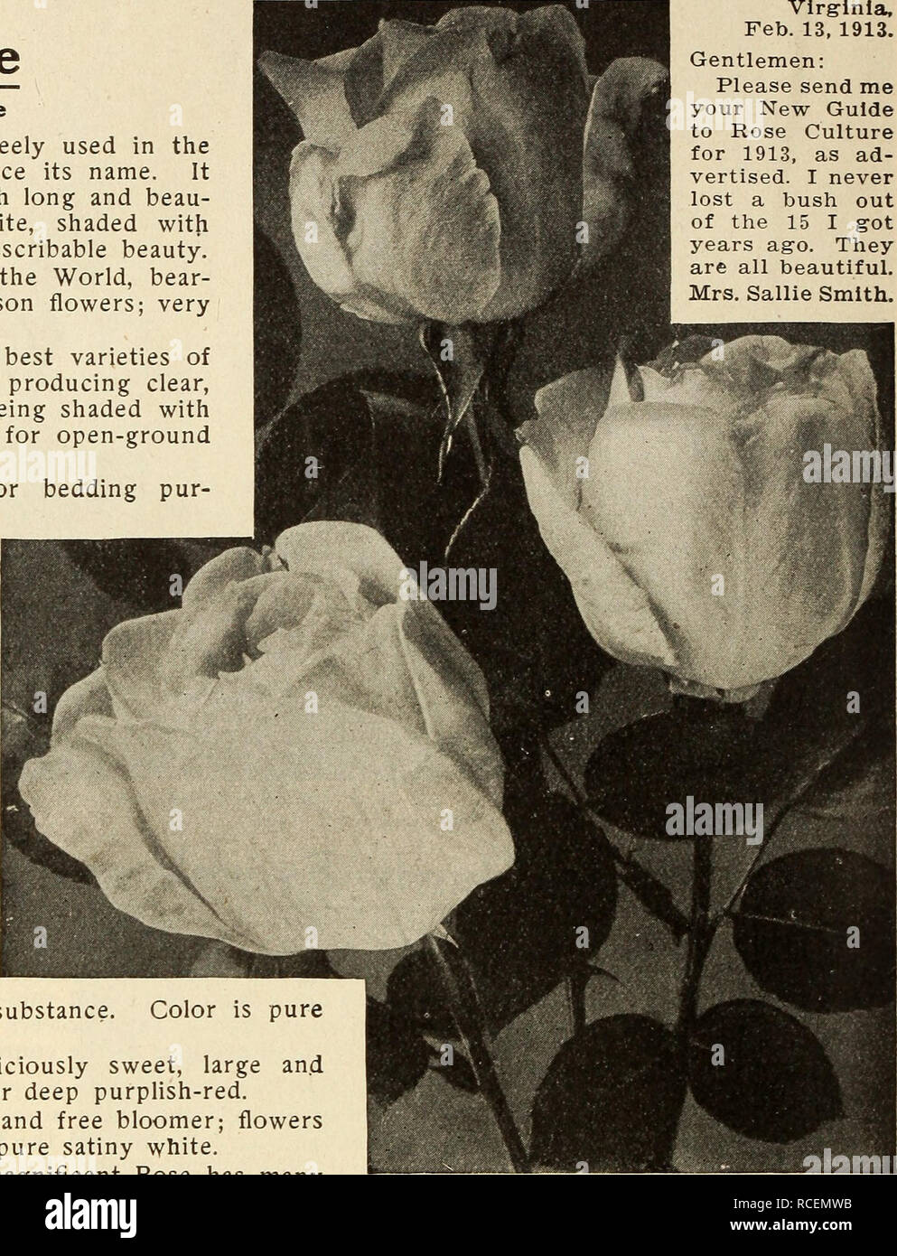 . Dingee guide to rose culture : for more than 60 years an authority. FOUNDEI I050 DiNGEE Guide To Rose Culture -OUNDED I 1850 HARDY EVERBLOOMING TEA ROSES—Continued Golden Gate The White House Rose This magnificent Rose has been freely used in the decorations at the White House; hence its name. It is immense in size, finely formed, with long and beau- tiful buds. Color, rich, creamy white, shaded with golden yellow and clear rose, of indescribable beauty. BURBANK. A rival of Champion of the World, bear- ing a great profusion of large crimson flowers; very fragrant. CATHERINE MERMET. One of th Stock Photo