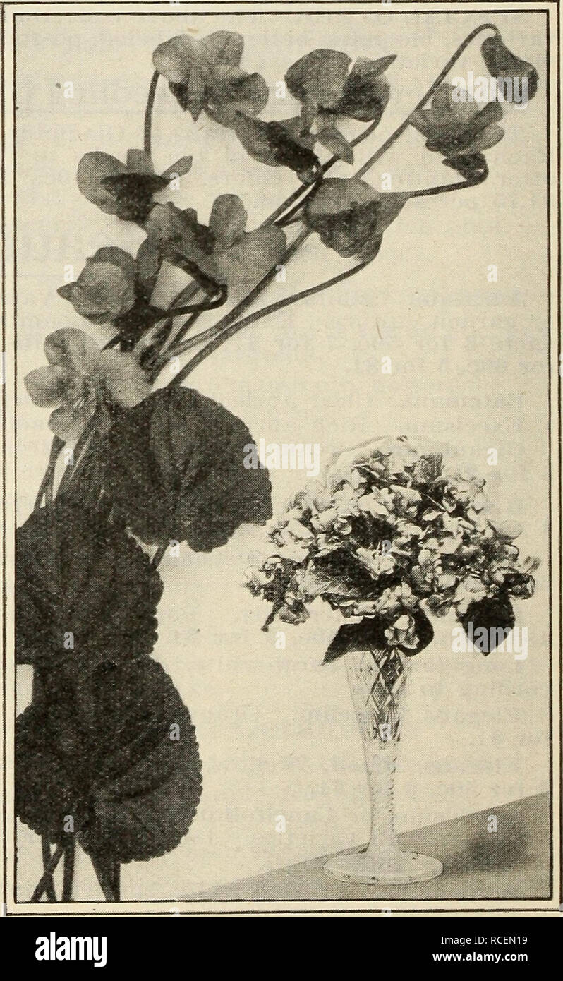 . Dingee guide to rose culture. p Dingee Hardy Peonies &quot;Peonies are the popular hardy plant of the day. Once planted they last practically forever. Hardy in the coldest climates. For single specimens and cemetery planting, they are unexcelled. We offer the finest varieties.&quot; New and Rare Peonies Price, strong roots, 50 cts. each. Set of 8 superb varieties postpaid for $3.25. Edulis Superba. Red Faust. Delicate light pink. Felix Crousse. Brilliant red. Extra fine. Humei Carnea. Light rose, passing into white. Insignis. Beautiful violet pink. Jeanne D'Arc. Pure white. Nobilissima. Dark Stock Photo