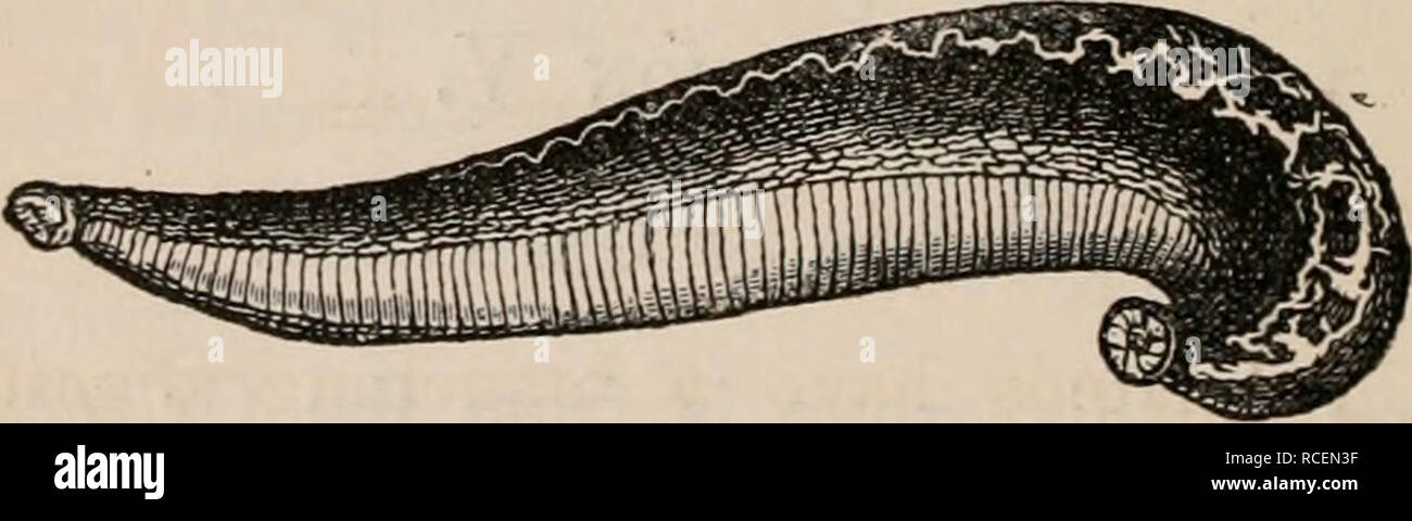 . Elements of zoölogy : a textbook. Zoology. Gephyrean, Phascolosoma Gouldii. secreted in some cases. The Sipunculoids and Synaptidae, formerly classed with the Holothurioids, are representatives of this group. SUB-SECTION VI. THE ORDER OF DISCOPHORA OR SUCTORIA OR LEECHES. THE Leeches are provided with a sucking disk at each extremity. The name Discophora is from the Gr. diskos, a disk, andphero, to bear. They perform locomotion either by means of these disks, or by swimming. They are found in both fresh and salt water, and are popularly known as Blood- Fig- 515.. Leech, Sanguisuga officinali Stock Photo