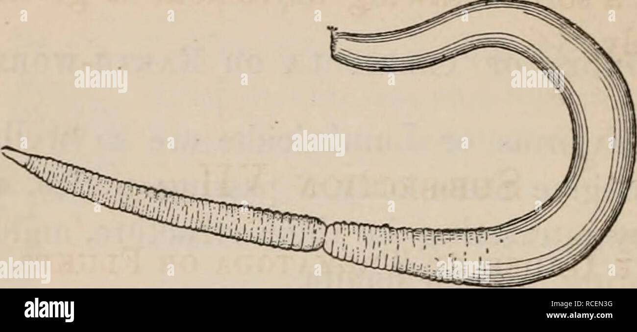 . Elements of zoölogy : a textbook. Zoology. 380 AKTICULATA: WORMS. The Gephyrea are cylindrical in outline, and covered mainly by a soft integument; though chitinous matter is FIG. 514.. Gephyrean, Phascolosoma Gouldii. secreted in some cases. The Sipunculoids and Synaptidae, formerly classed with the Holothurioids, are representatives of this group. SUB-SECTION VI. THE ORDER OF DISCOPHORA OR SUCTORIA OR LEECHES. THE Leeches are provided with a sucking disk at each extremity. The name Discophora is from the Gr. diskos, a disk, andphero, to bear. They perform locomotion either by means of thes Stock Photo