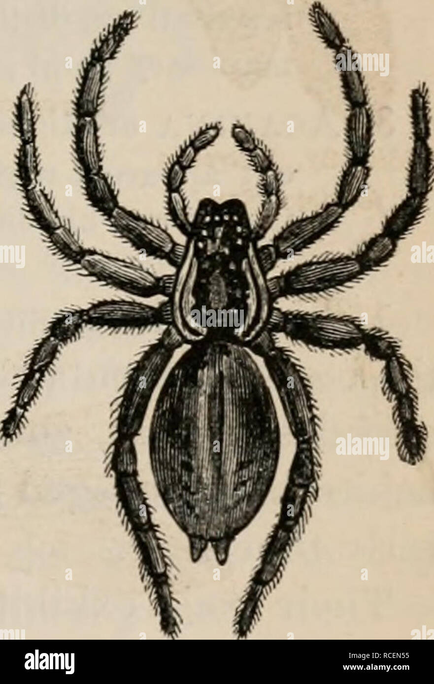 Mites in eyes hires stock photography and images Alamy