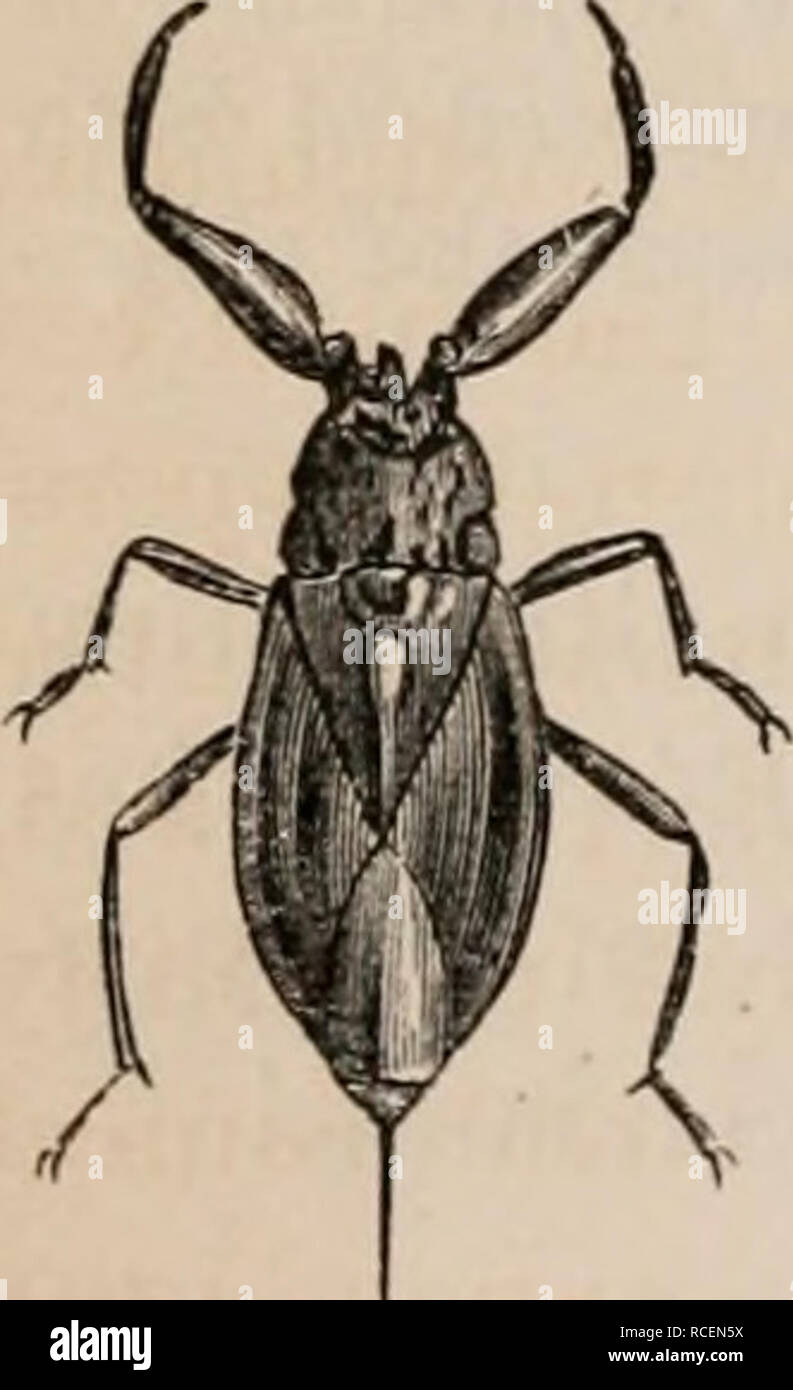 . Elements of zoölogy : a textbook. Zoology. FIG. 443. Bark-louse, Aspidiotus Harrisii, Walsh. A and B enlarged. Bark-lice furnished the famous Icokkos of the Greeks, the coccus of the Komans, the kermes of the Arabs, the cocchi of the Italians, and the alkermes of the Persians. Some kinds of hemiptera, as the Boat-flies or Notonec- tidse, live in the water, and are noted for their habit of swimming on their backs. Others, as the Scorpion-bugs or Nepidse, live in the water, and are adapted for seizing prey by their fore legs, which flex upon themselves, and thus act as pincers. Some kinds of s Stock Photo