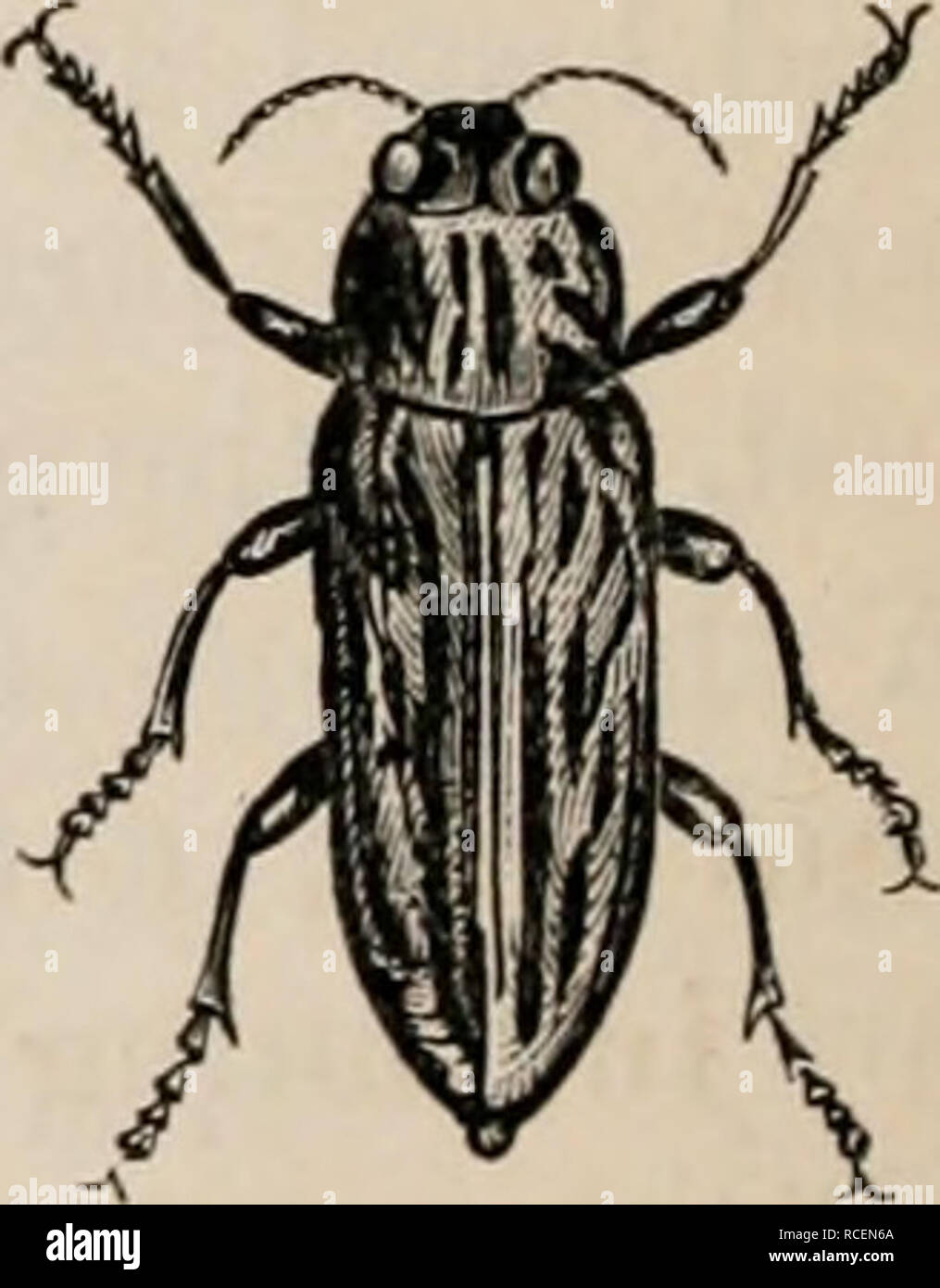. Elements of zoölogy : a textbook. Zoology. FIG. 425.. Spring-Beetle, Elater oculatus, Linn. Buprestis, B. vir- ginica, Drury. their eyes, and which are very solid. Their lustre is me- tallic, more or less bronze-like. They are found on trees, and feio-n death when disturbed. In the larva state they O are borers. The Elaters or Elateridte have a hard body, and their head sunk, to the eyes, in the thorax, and the latter is as broad as any part of the body. In the larva state they are called wire-worms, and in this state they devour roots and wood. In the adult states they have attracted much a Stock Photo