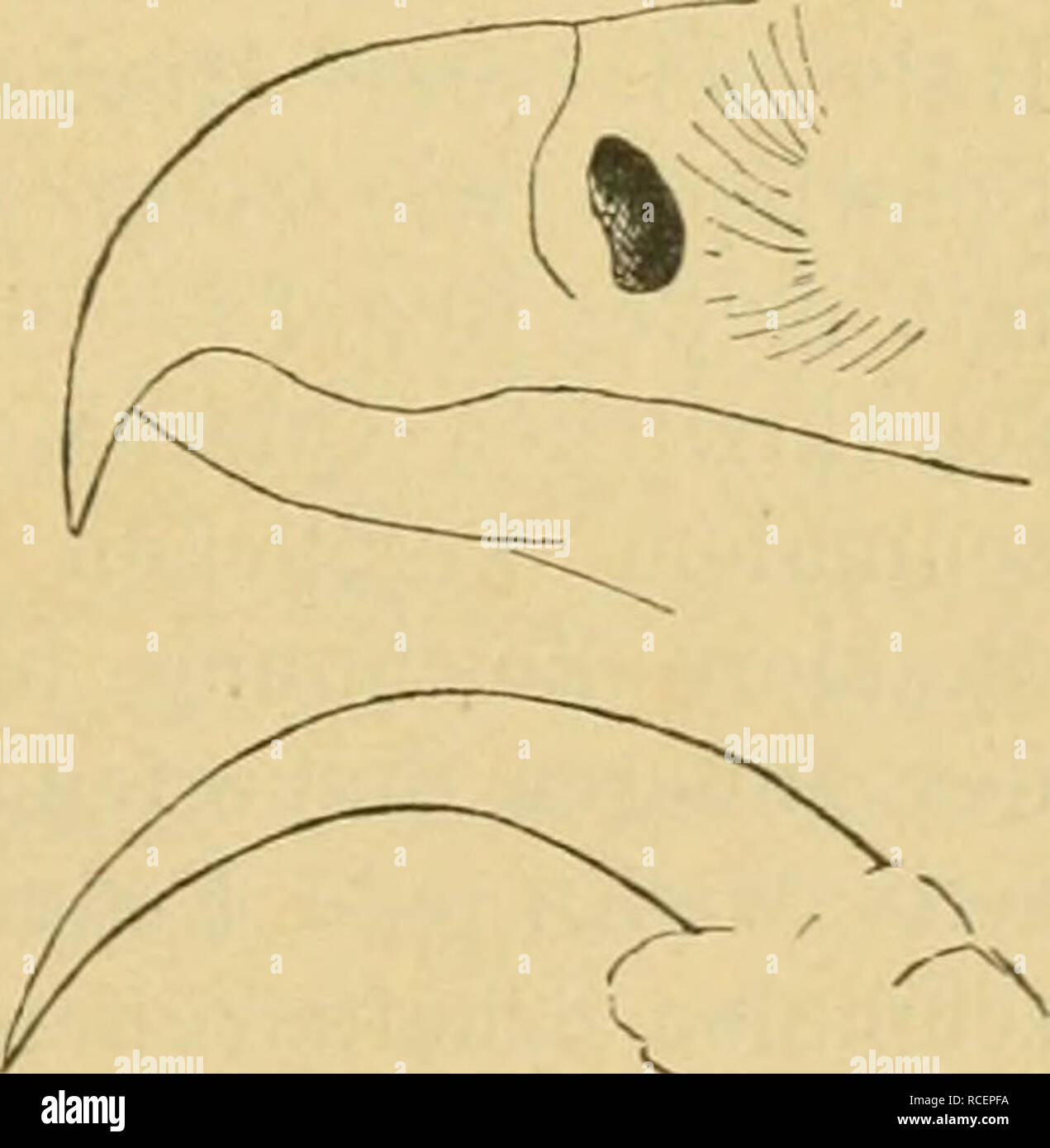 . Die Vögel der paläarktischen Fauna systematische Übersicht der in Europa, Nord-Asien und der Mittelmeerregion vorkommenden Vögel. Birds; Birds; Birds. Aquilidae. 1109 Nasenlöcher länglich, ö 9 ad. Ober- und Unterseite schwarz, Hinter- rücken, Bürzel und Oberschwauzdecken, mit Ausnahme der längsten, weiß. Handschwingen, mit Ausnahme des ersten Paares, bis zur Verengung graubraun mit hellgrauen, an den Innenfahnen weLßen Querbändern. Arm- schwiQgen schwarz, mitunter mit undeutlichen grauen Querbändern. Steuer- federn schwarz, die mittleren mit meist undeutlichen braunen Querbinden. Iris braun, Stock Photo