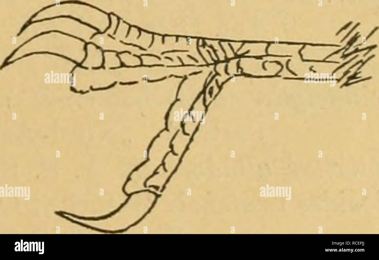 Gattung picoides hires stock photography and images Alamy