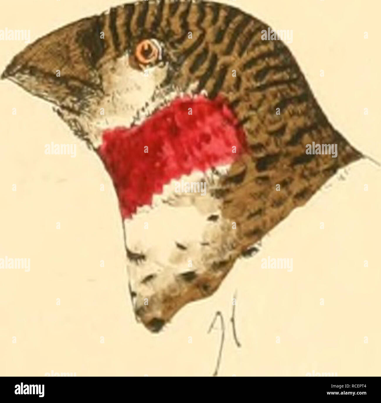 Ubriger hires stock photography and images Alamy