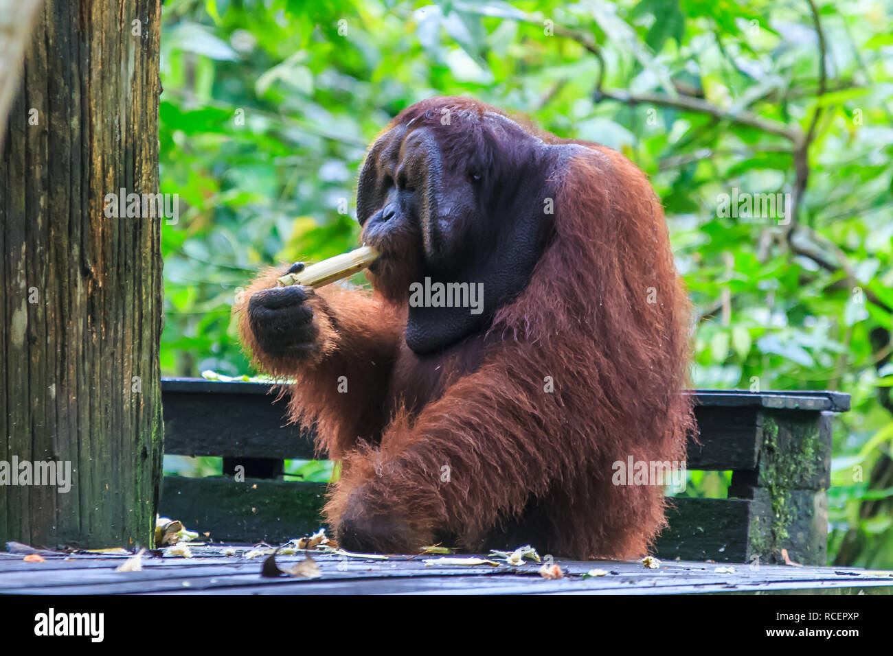 orangutans or pongo pygmaeus is the only asian great found on the island of Borneo and Sumatra Stock Photo