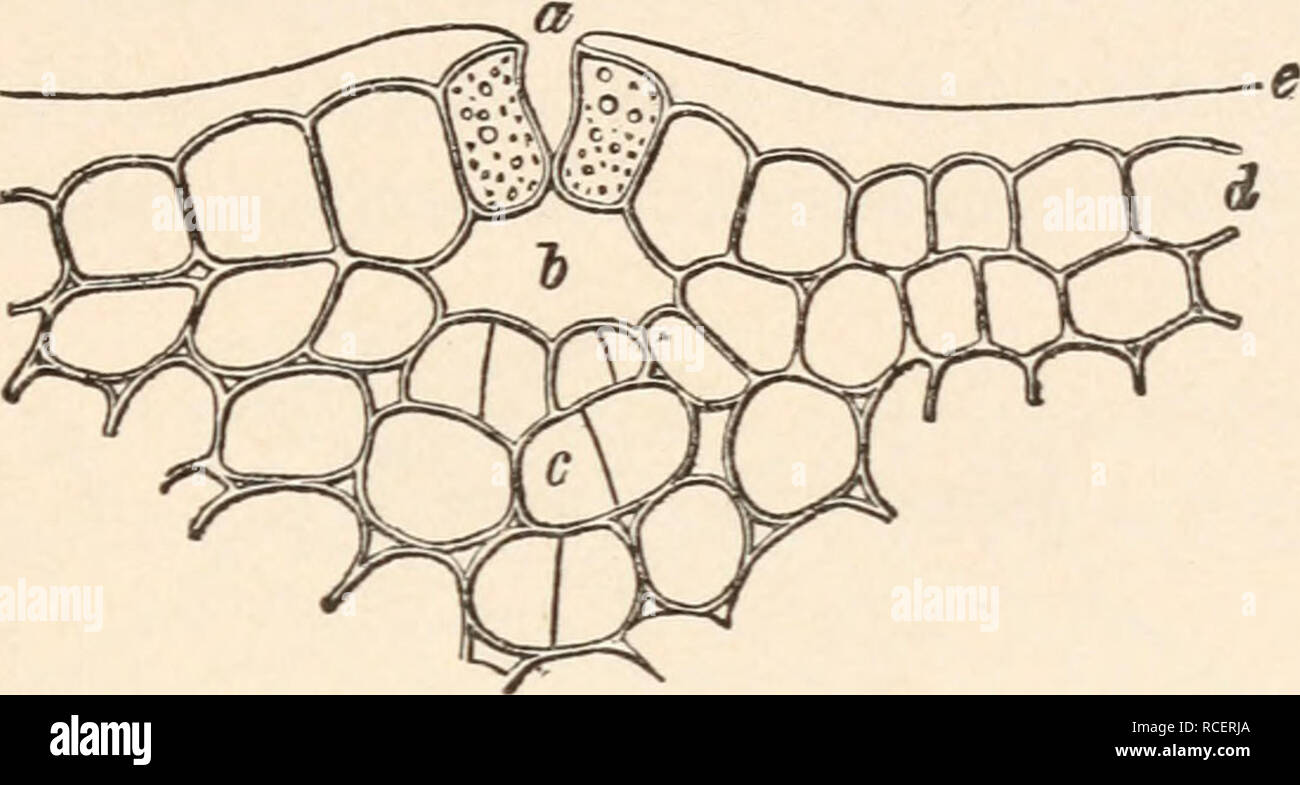 . Elements of plant anatomy;. Botany Anatomy. ANATOMY OF TISSUlS