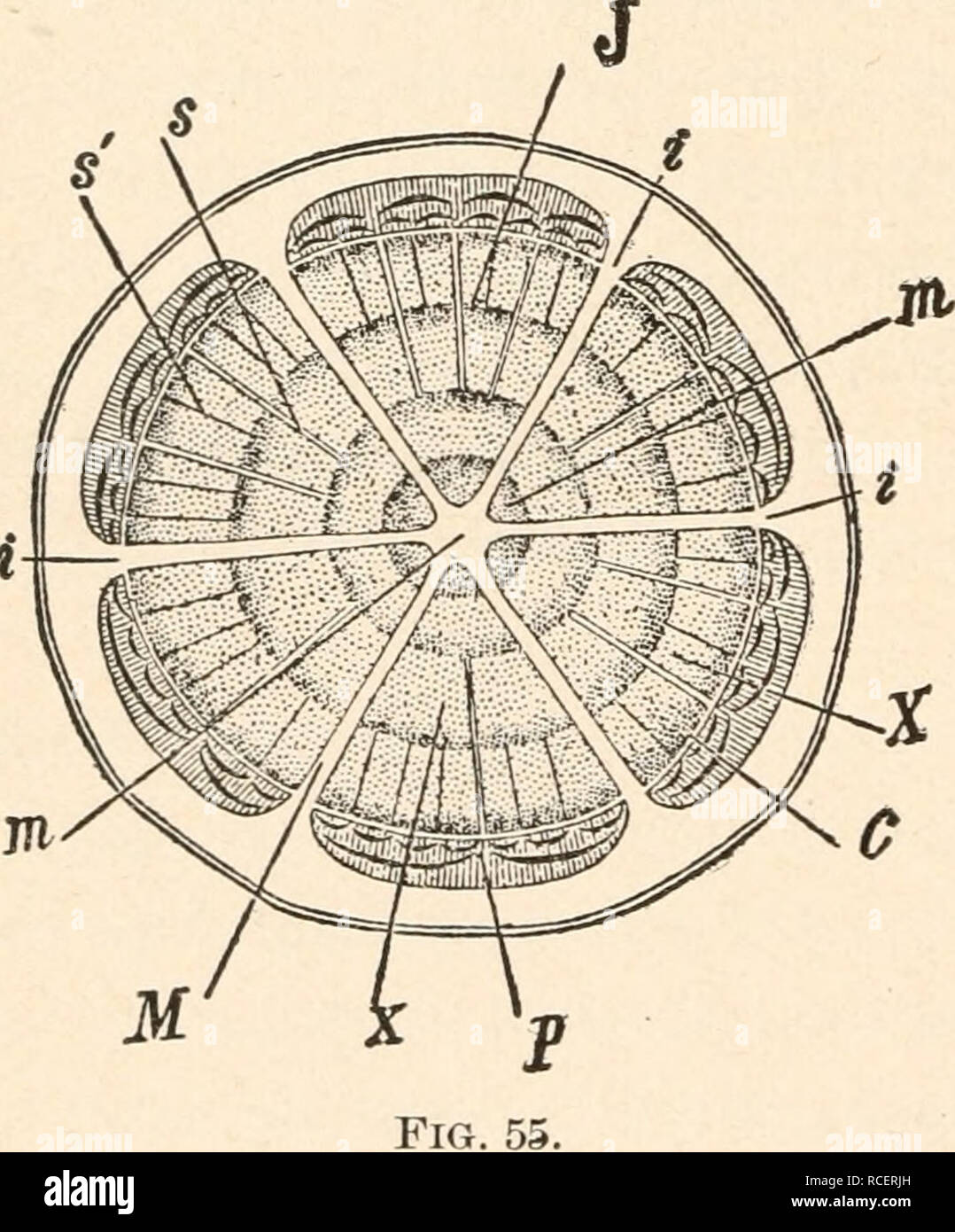 . Elements of plant anatomy;. Botany Anatomy. 130 ELEMENTS OF PLANT