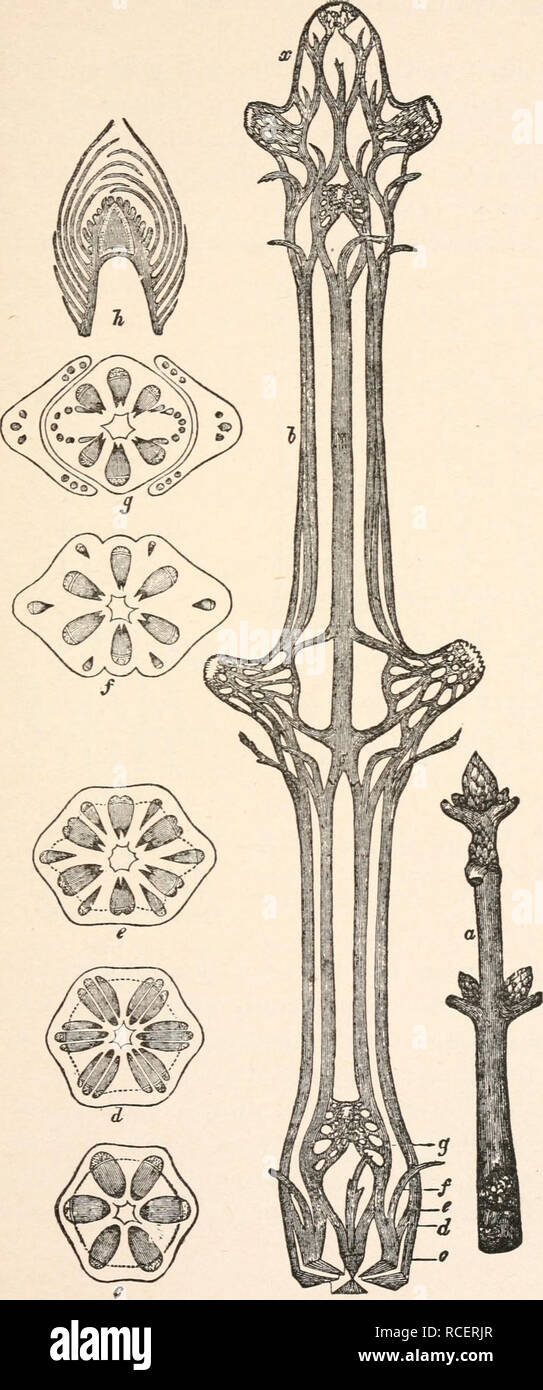 . Elements of plant anatomy;. Botany Anatomy. Ill Fig. 48. a tip of