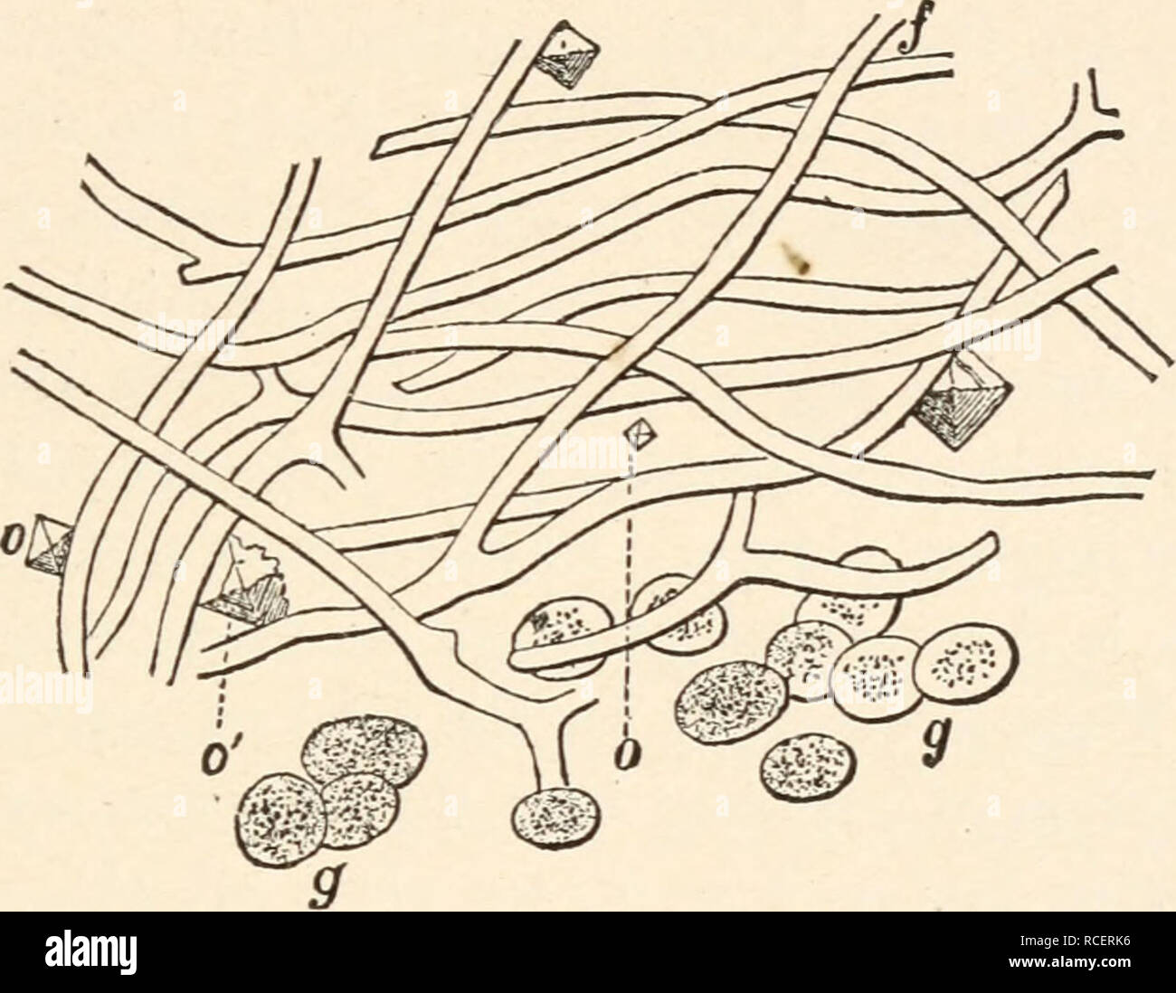 True Hyphae
