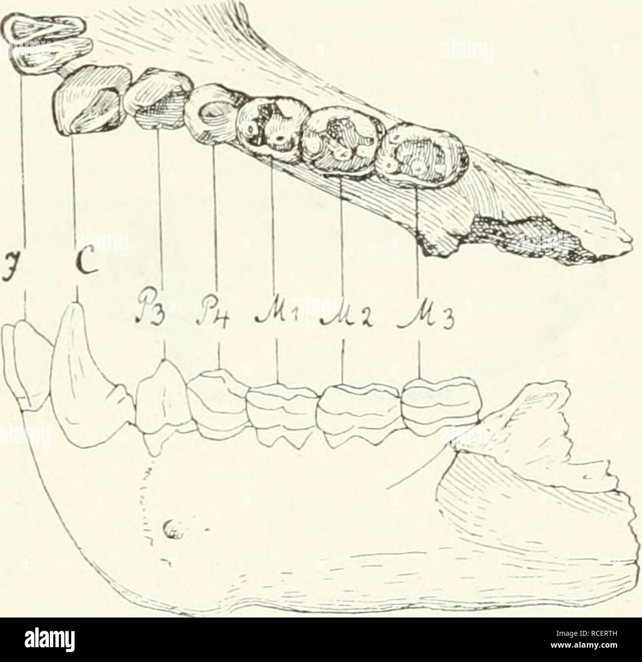 . Die Säugetiere. Einführung in die Anatomie und Systematik der