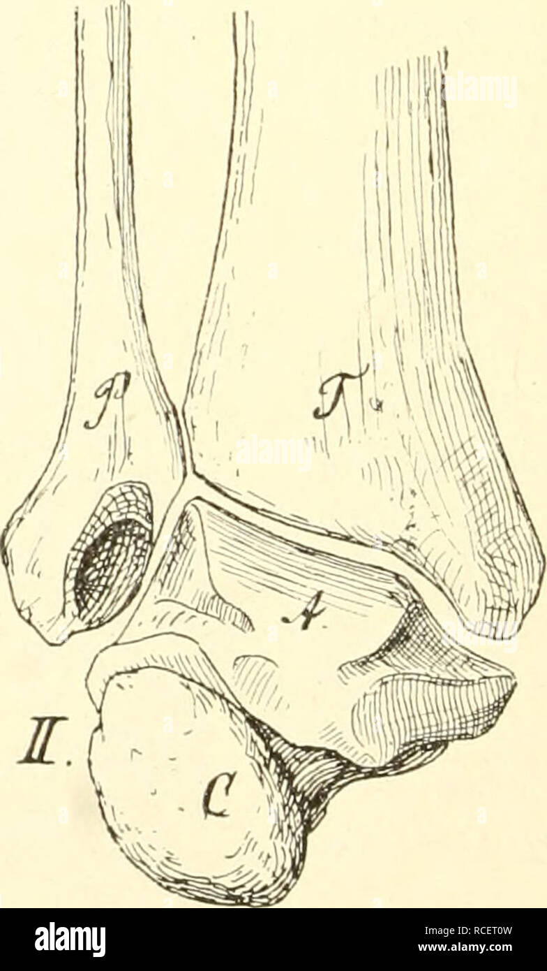 Anatomie anatomisch hi-res stock photography and images - Alamy