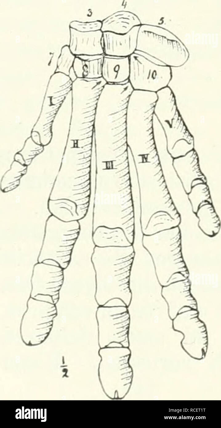 . Die Säugetiere. Einführung in die Anatomie und Systematik der recenten und fossilen Mammalia. Anatomy, Comparative; Mammals; Mammals, Fossil. 692 XV. Ordnung: Condylarthra. Wissen benilit daher in erster Linie auf den Ergebnissen amerikanischer Forscher. Hiernach liatten die Condyhirthra einen kleinen, niedi'igen Schädel, in dessen Mitte die nach hinten Aveit offene ()i'l)ita lag. der Sagittalkanim war niedrig. Soweit bekannt, waren 15 thorakale und 5—6 lumbale Wirbel vorhanden: die hinteren der ersteren hatten Quei'fortsätze. die in eine Zygapophyse gespalten waren und in einen (lelenkforts Stock Photo